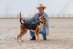 Hounds do Brasil