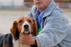 Hounds do Brasil