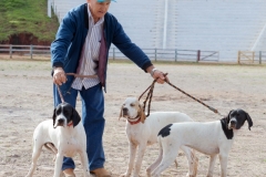 Hounds do Brasil
