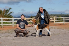 Hounds do Brasil