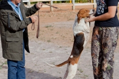 Hounds do Brasil