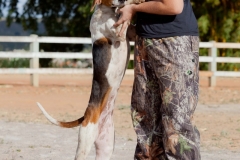 Hounds do Brasil