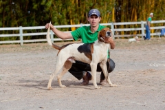 Hounds do Brasil