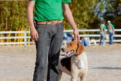 Hounds do Brasil