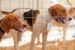 Hounds do Brasil