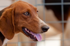Hounds do Brasil