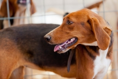 Hounds do Brasil