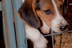 Hounds do Brasil
