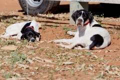 Hounds do Brasil
