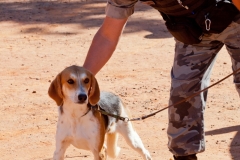 Hounds do Brasil