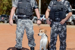 Hounds do Brasil