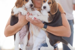 Hounds do Brasil