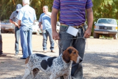 Hounds do Brasil