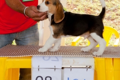 Hounds do Brasil