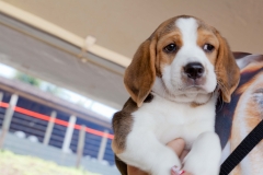 Hounds do Brasil