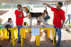 Hounds do Brasil