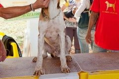 Hounds do Brasil