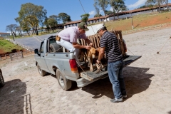 Hounds do Brasil