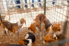 Hounds do Brasil