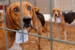 Hounds do Brasil