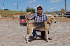 Hounds do Brasil