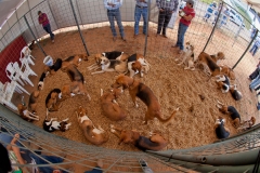 Hounds do Brasil