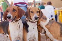 Hounds do Brasil