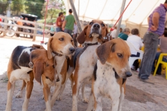 Hounds do Brasil