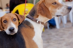 Hounds do Brasil