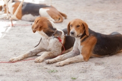 Hounds do Brasil