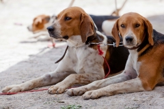 Hounds do Brasil