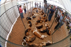 Hounds do Brasil
