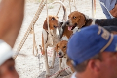 Hounds do Brasil