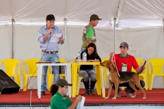 Hounds do Brasil