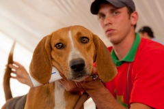 Hounds do Brasil