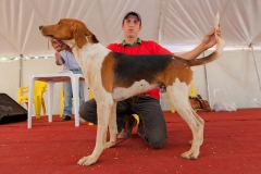 Hounds do Brasil