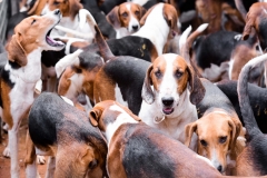 HOUNDS-DO-BRASIL-10-Copia