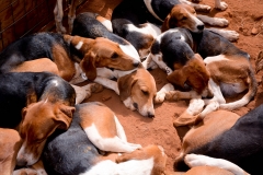 HOUNDS-DO-BRASIL-142