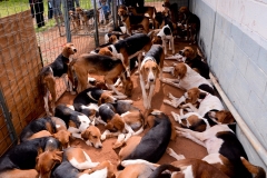 HOUNDS-DO-BRASIL-143