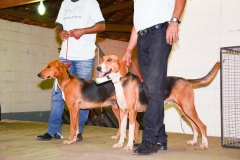 HOUNDS-DO-BRASIL-166