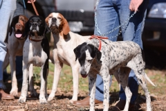 HOUNDS-DO-BRASIL-22-Copia