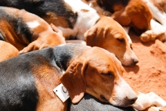 HOUNDS-DO-BRASIL-226