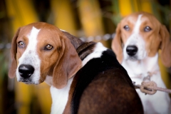 HOUNDS-DO-BRASIL-27