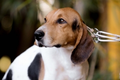 HOUNDS-DO-BRASIL-28