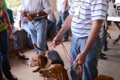 HOUNDS-DO-BRASIL-320
