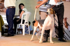 HOUNDS-DO-BRASIL-388