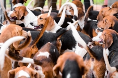 HOUNDS-DO-BRASIL-4-Copia-2-Copia