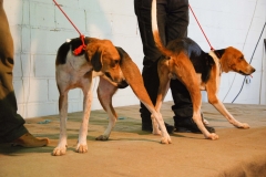 HOUNDS-DO-BRASIL-441