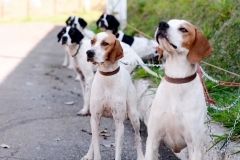 HOUNDS-DO-BRASIL-67-Copia