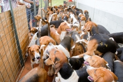 HOUNDS-DO-BRASIL-76